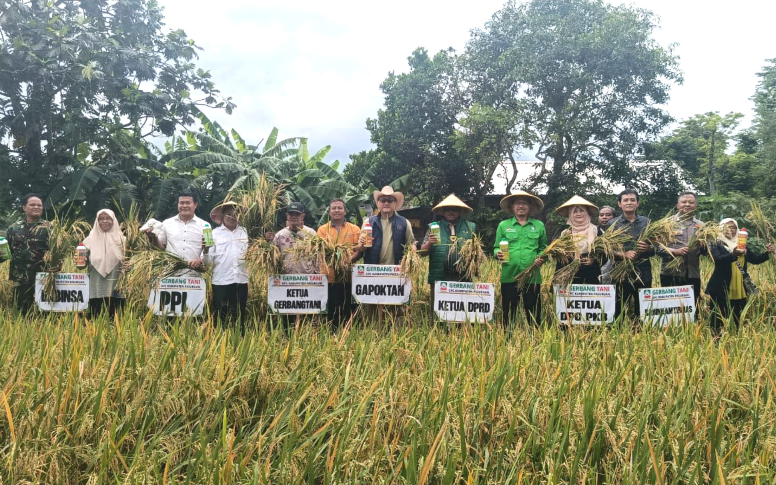 Demplot Nutrisi Jadi Upaya Gerbang Tani Pasuruan Dongkrak Hasil Padi
