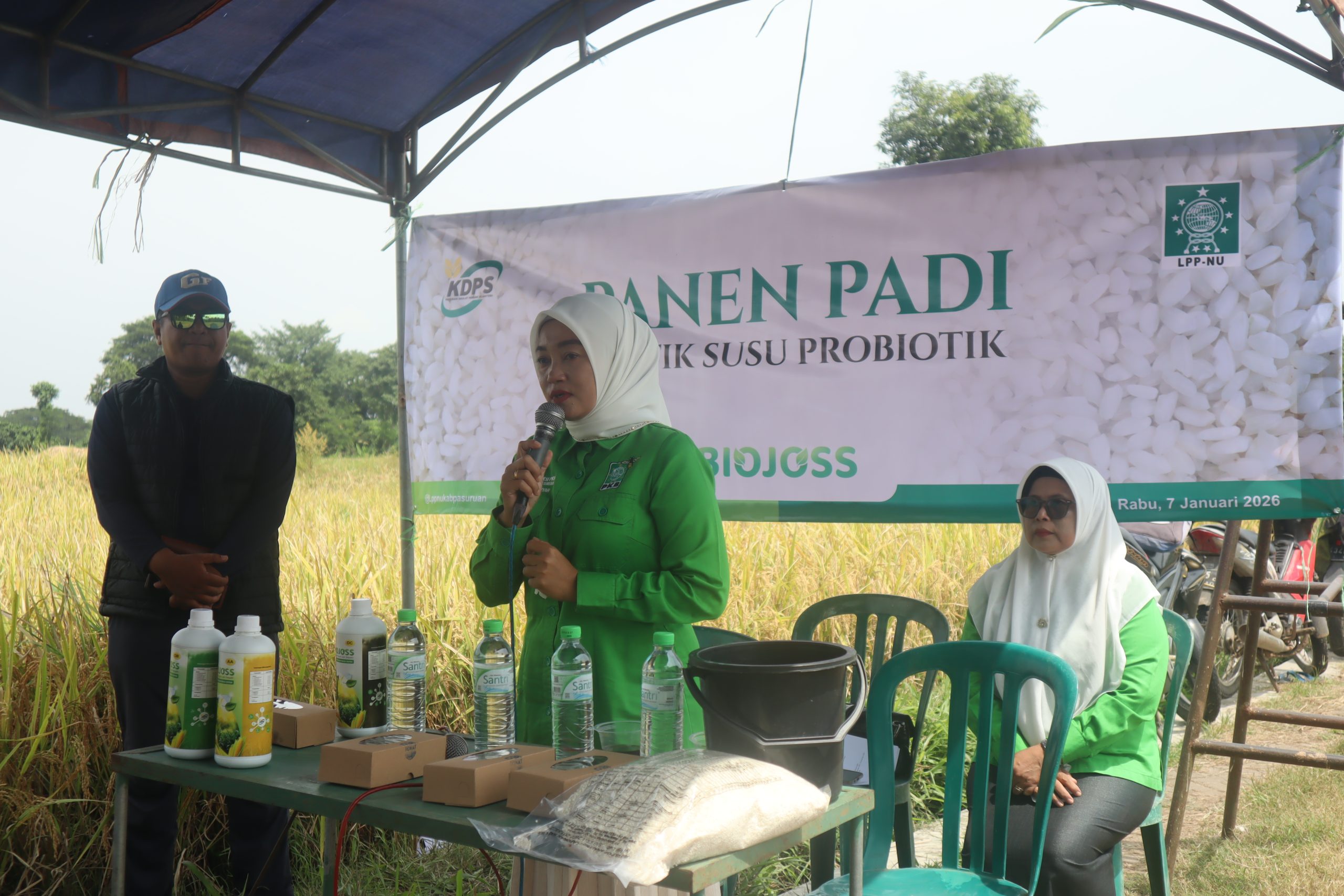 Panen Padi Probiotik, FPKB Dorong Pertanian Mandiri Di Pasuruan